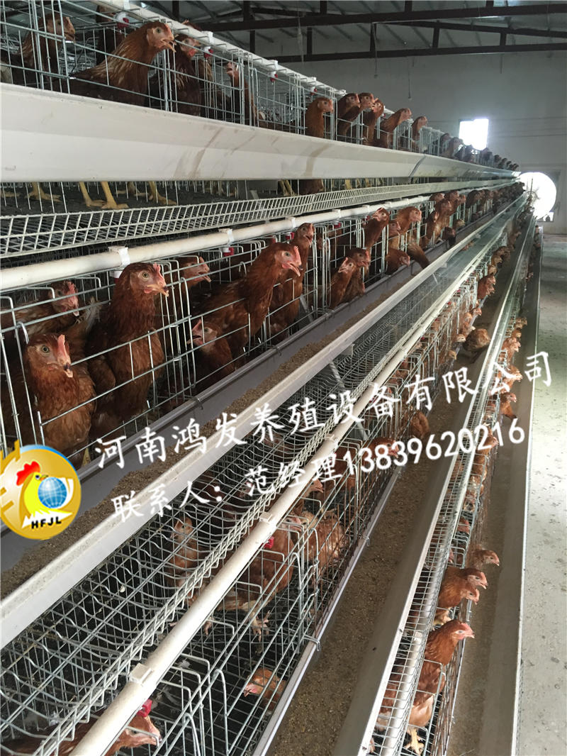 鸡笼,蛋鸡笼