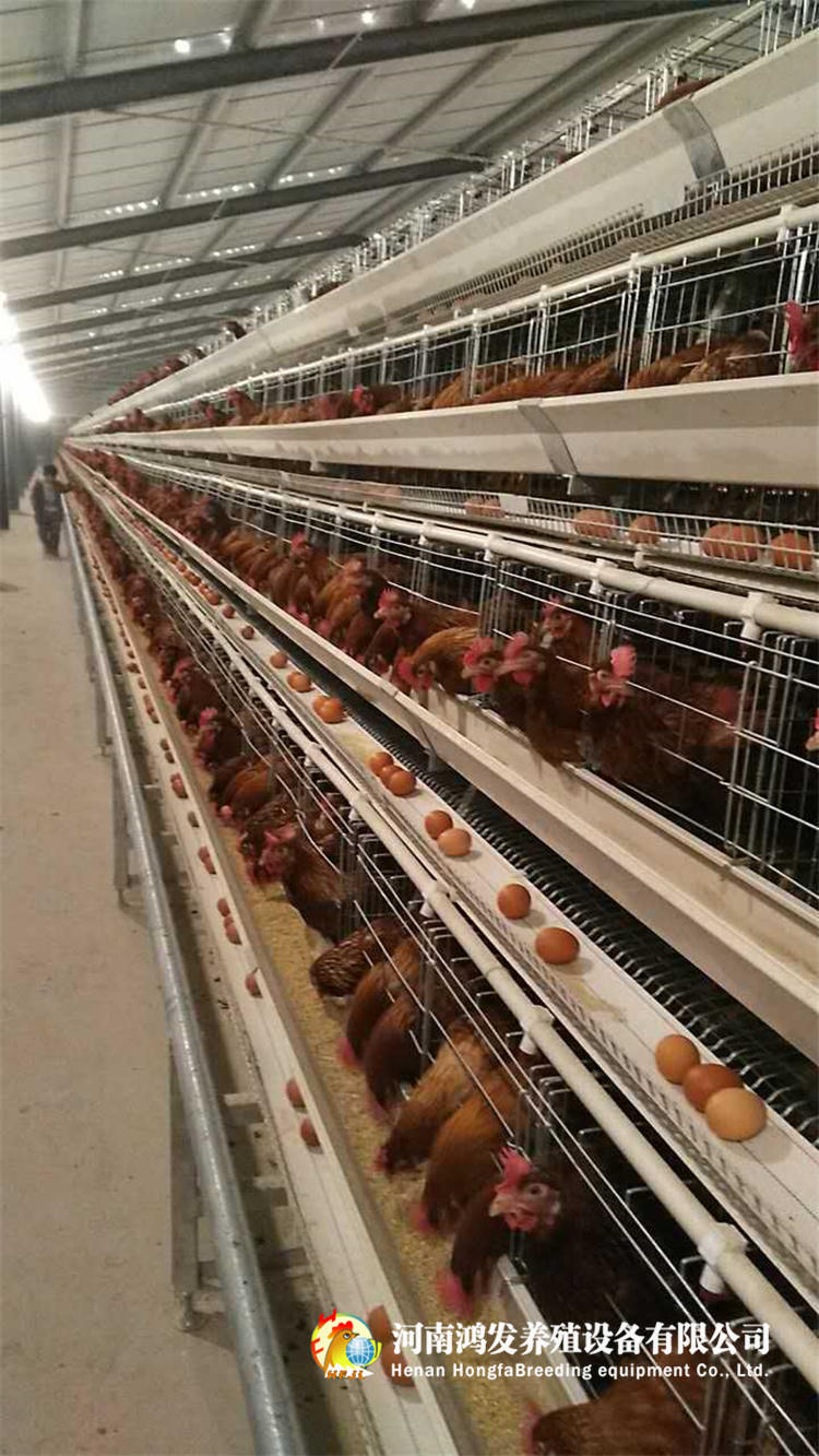 蛋鸡笼,鸡笼,