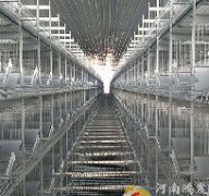 八层层叠蛋鸡笼